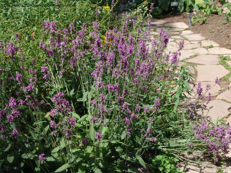 Stachys officinalis--AZ. Arboretum at Flagstaff. 3 Sep 04. 043.jpg