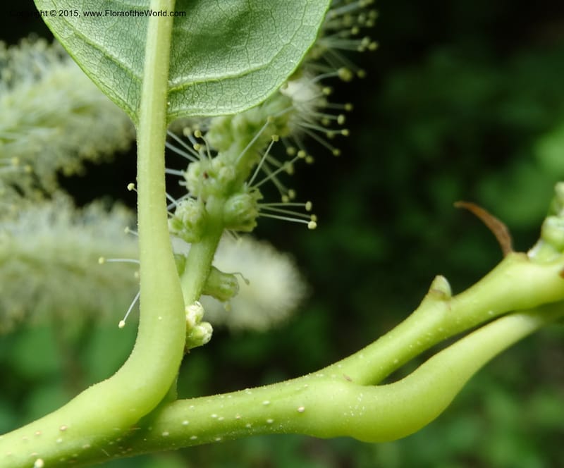 Base of leaf and flowering catkin on green stem