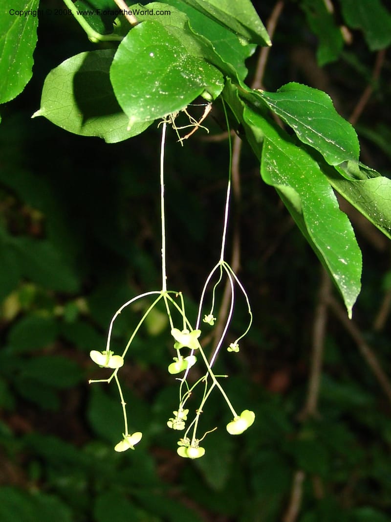 Euonymus latifolia--Georgia. Borjomi-Kharagauli Nat. Pk. 8  Jun 05. 230.jpg