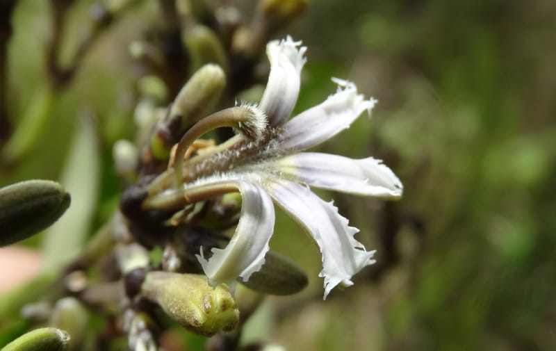 Scaevola floribunda, Lowry, P 7328--Fiji. Delaikoro Mtn. 3 Nov 2015. DSC08393 (173).JPG