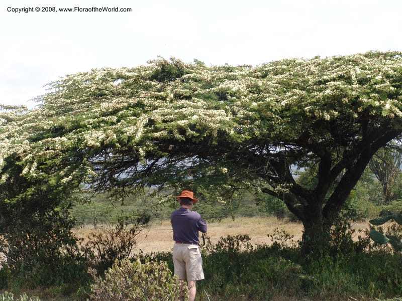 Acacia--Kenya. Gilgil on Hwy A1. 10 Jul 04. 102.jpg