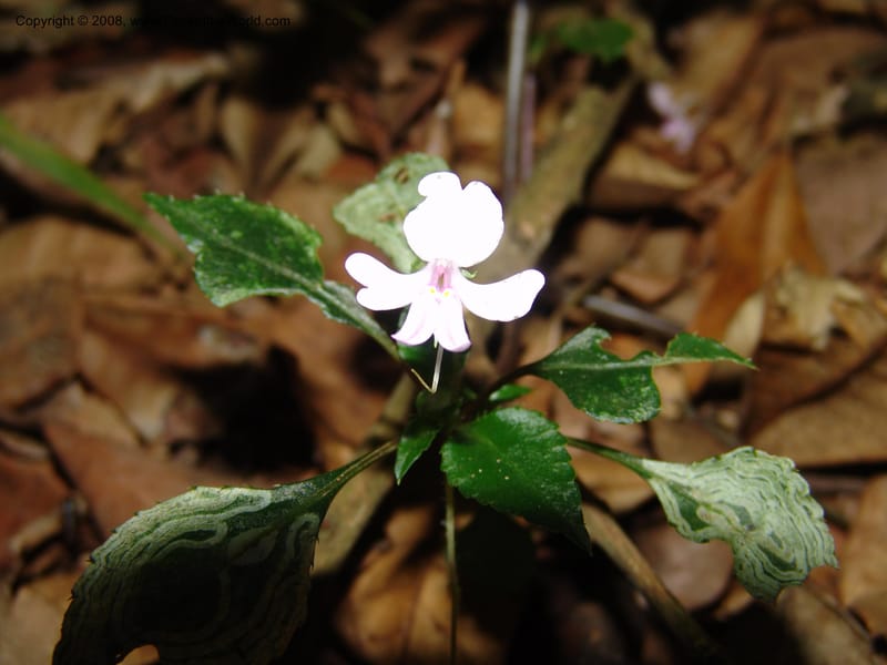 Impatiens sodenii--Kenya. Limuru. Forest fragment near Brackenhurst Ctr. 11 Jul 04. 038.jpg