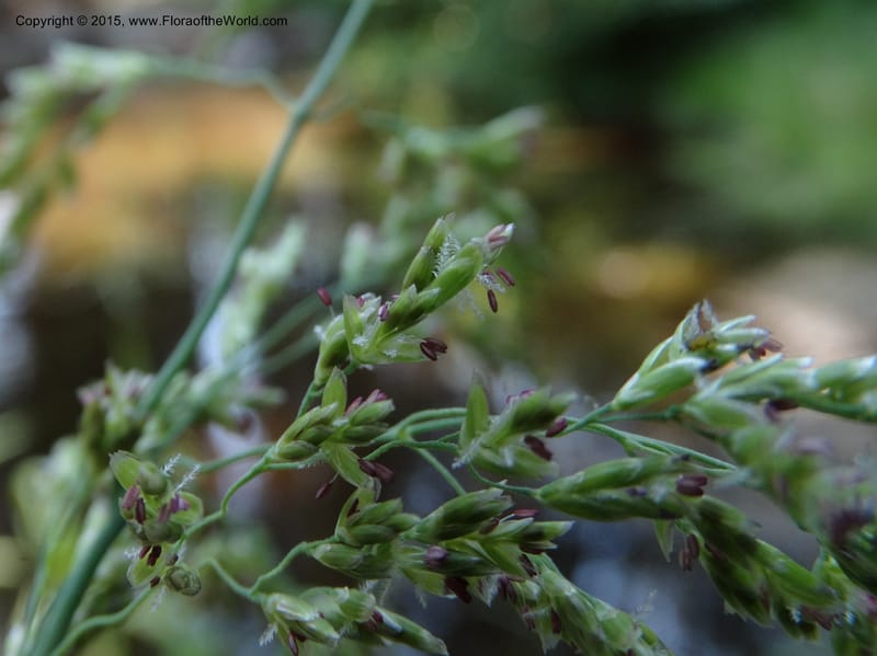 Torreyochloa pallida var. pauciflora, Davidson, C 12609--Idaho. Valley Co. Payette Lake. Sylvan Cr. 20 Jul 2014. DSC00669 (68).JPG