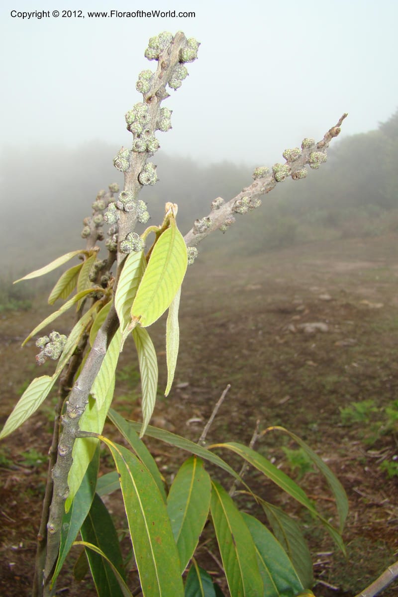 Lithocarpus, Regalado 1648--Viet Nam. Lao Cai Prov. Sa Pa Distr. Hoang Lien Son. 6 Apr 09. 298 (2).jpg