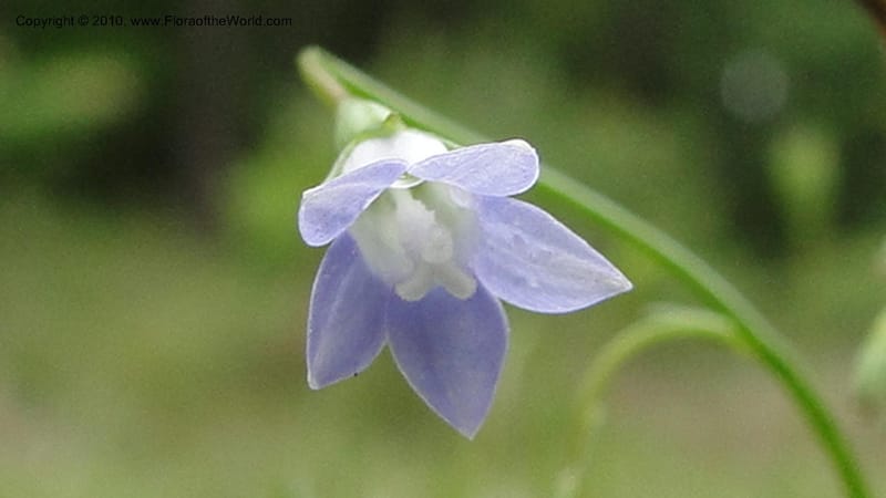 Wahlenbergia marginata, Mori 27450--North Carolina. Moore Co. Lake Bay Rd. 25 May 2010. 207 (39).jpg