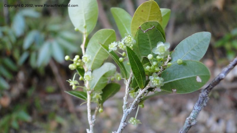 Ilex mitis, N. Manjato 190--Madagascar. E of Ambositra toward Antoetra. 2 May 2010 425 (8).jpg