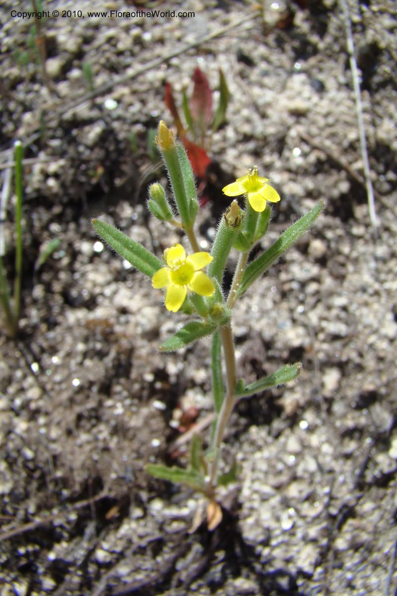 Mentzelia albicaulis, C. Davidson 11363--Idaho. Idaho Co. Salmon River. Polly Bemis Ranch. 27 May 2009. 286.jpg