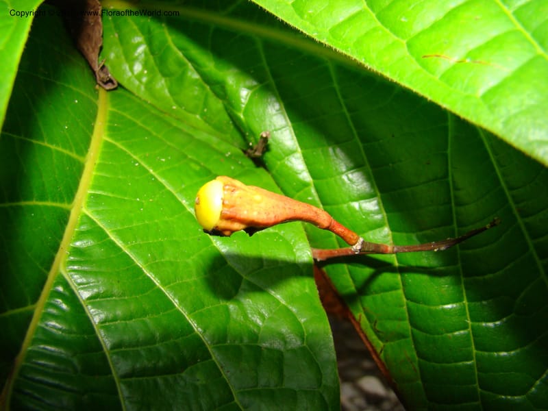 Ocotea valerioides, B. Hammel 24650--Costa Rica. Prov. Limon. Selva Bananito Lodge. 12 Apr 08. 309 (5).jpg