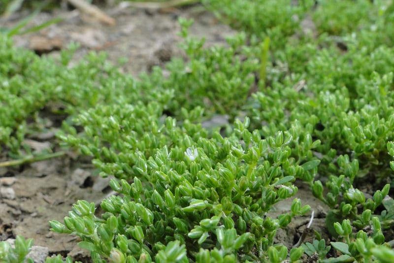 Caryophyllaceae, Regalado 1967--Viet Nam. Forest Block 19. 15 May 2011. 216 (11).jpg