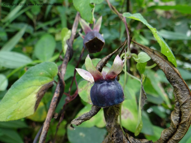 Codonopsis, VC 5577--Thailand. Chiang Mai. Doi Chiang Dao. 11 Nov 2012. DSC08648 (195).JPG