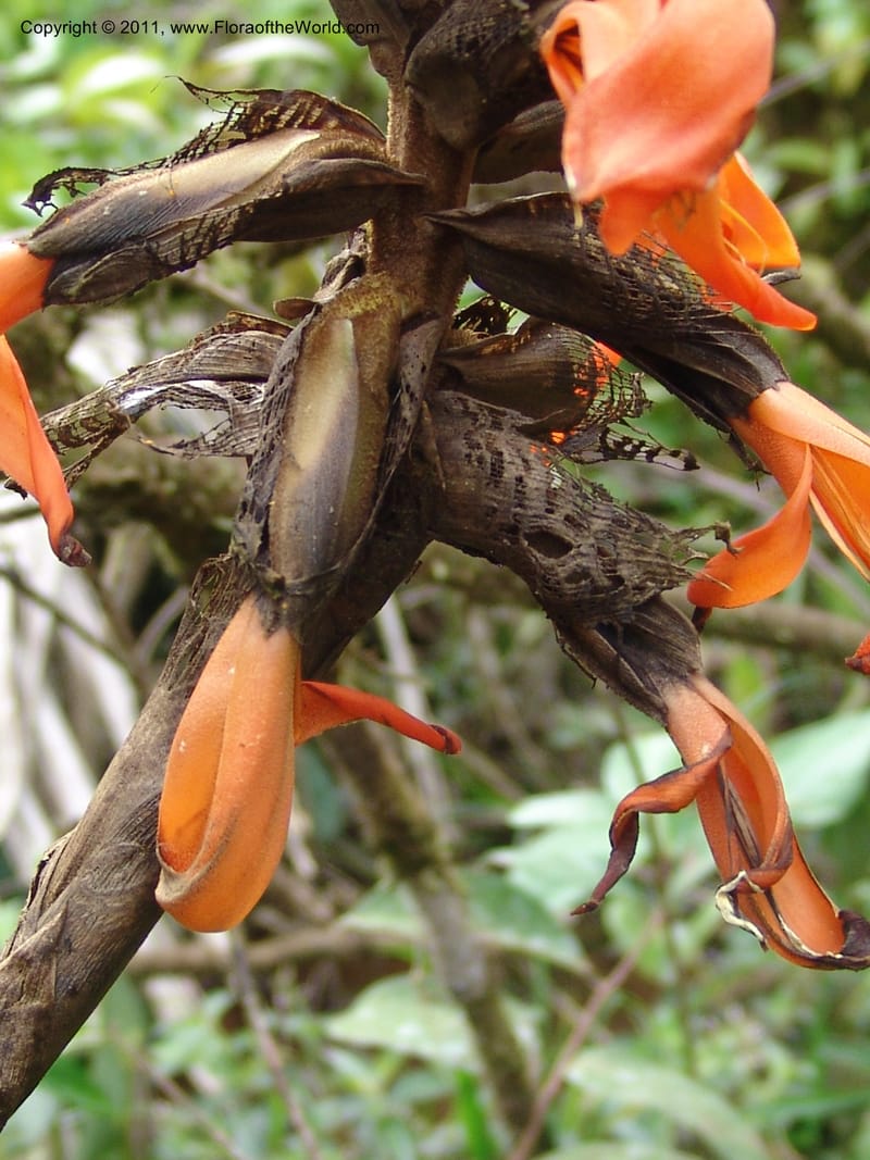 Pitcairnia, Croat 95144--Ecuador. Esmeraldas. Alto Tambo. 21 Feb 05. 260 (10).jpg