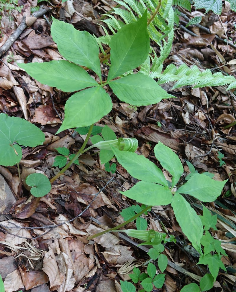 Arisaema amurense var. robustum--Japan. Niigata. Sasagamine. Yu Memidaira. Forest Therapy Trail. 28 May 2016. DSC04970 (11).JPG