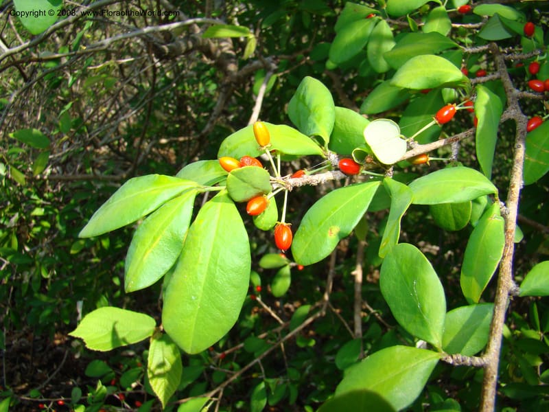 Erythroxylum havanense--Costa Rica. Guanac. Palo Verde Biol. Sta. 6-7 Apr 08. 070.jpg