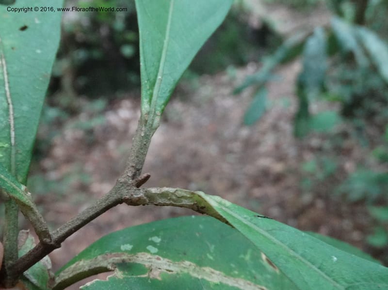 Callicarpa, Davidson, C 12680--Sabah. Danum Valley. 4 Oct 2014. DSC01741 (335).JPG