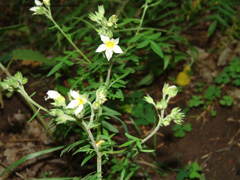 Polemonium foliosissimum v. flavum--AZ. Coconino Co. Oak Cr Canyon. W Fork Trail 108. 4 Sep 04. 125.jpg