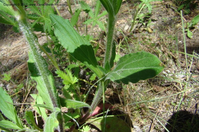 Silene scouleri, C. Davidson 11399--Idaho. Idaho Co. Salmon River. Shepp Ranch. 28 May 2009. 066.jpg