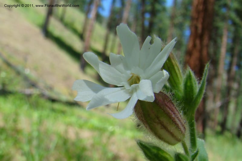 Silene scouleri, C. Davidson 11399--Idaho. Idaho Co. Salmon River. Shepp Ranch. 28 May 2009. 074.jpg