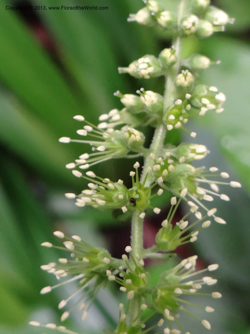 Astilbe grandis, Davidson, C 11953--China. Zhejiang Priv. Tian Mu Shan. 31 May 2012. DSC00927 (97).JPG