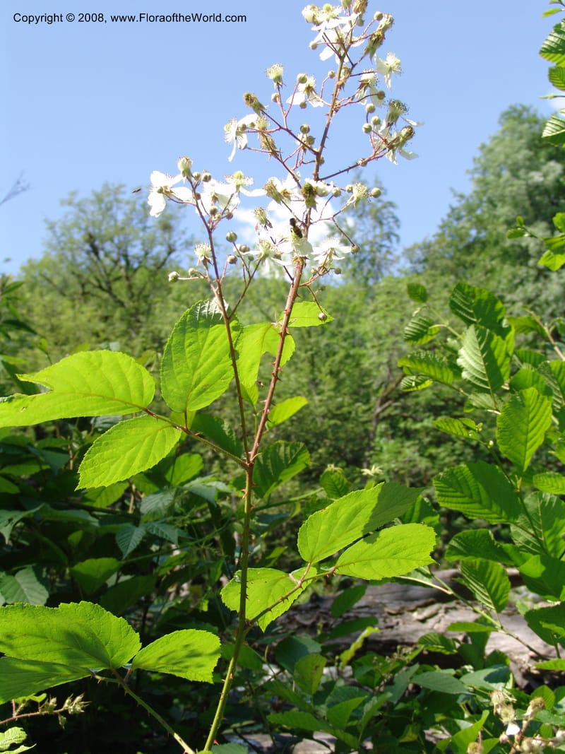 Rubus caucasicus--Georgia. Lagodekhi  Forest Reserve. 11 Jun 05. 160.jpg