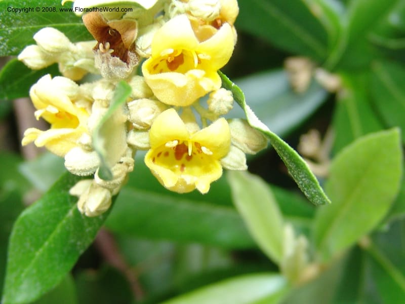 Anastrabe integerrima--So. Africa. Lowveld Nat. Bot. Gard. 14 Mch 05. 450.jpg