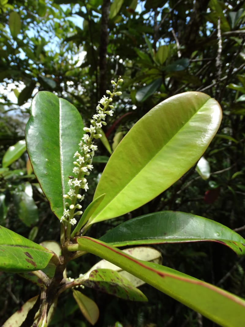 Quintinia major, Lowry, P 7373--New Caledonia. Mont Dzumac. 12 Nov 2015. DSC01563 (269).JPG