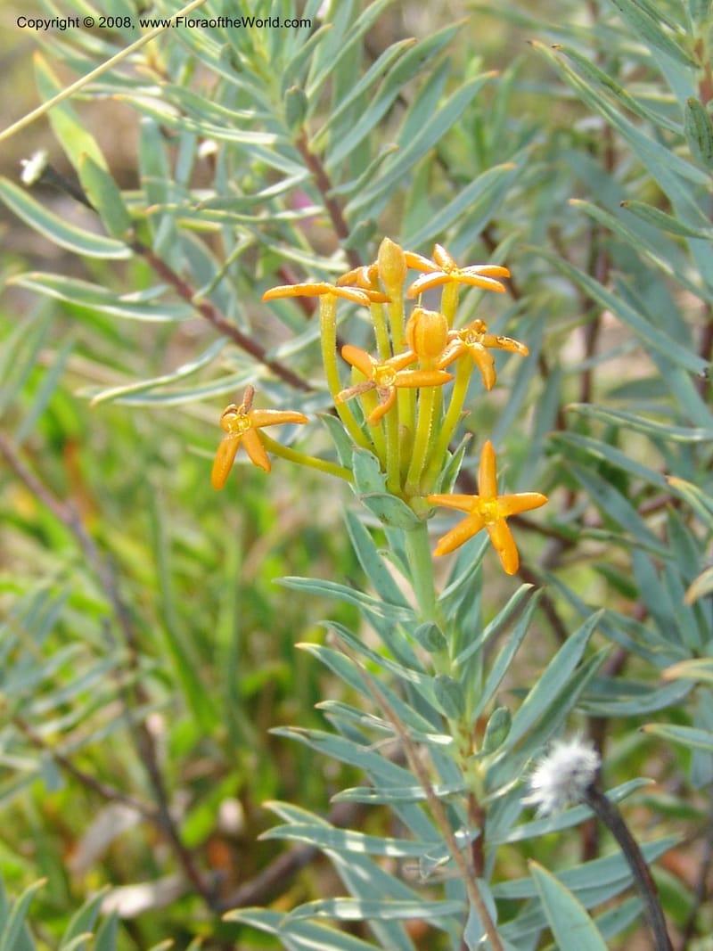 Gnidia--So.Africa. Mpumal. R577 N of Lydenburg. 16 Mch 05. 113.jpg