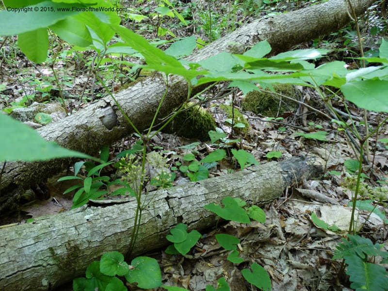 Aralia nudicaulis, Davidson, C 12999--North Carolina. Macon Co. Horse Cove Rd. 14 May 2015. DSC05455 (9).JPG