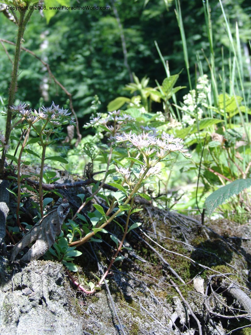 Sedum stoloniferum--Georgia. Lagodekhi  Forest Reserve. 11 Jun 05. 170.jpg