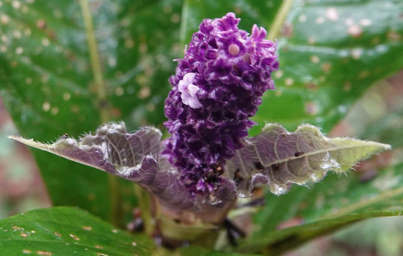 Trichostachys longifolia, C. Davidson 14076--Gabon. Raponda-Wallker. 28 Oct 2019. DSC02420 (96).JPG