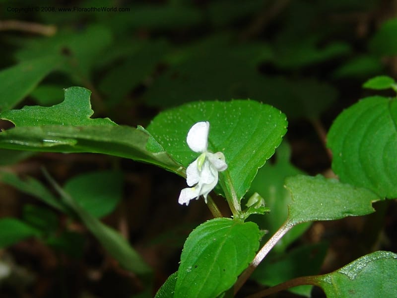 Impatiens, Z.Rogers842--Madag. Prov. Tuliar. Parc Nat. Zombitse.  13 Jan 06. 182.jpg