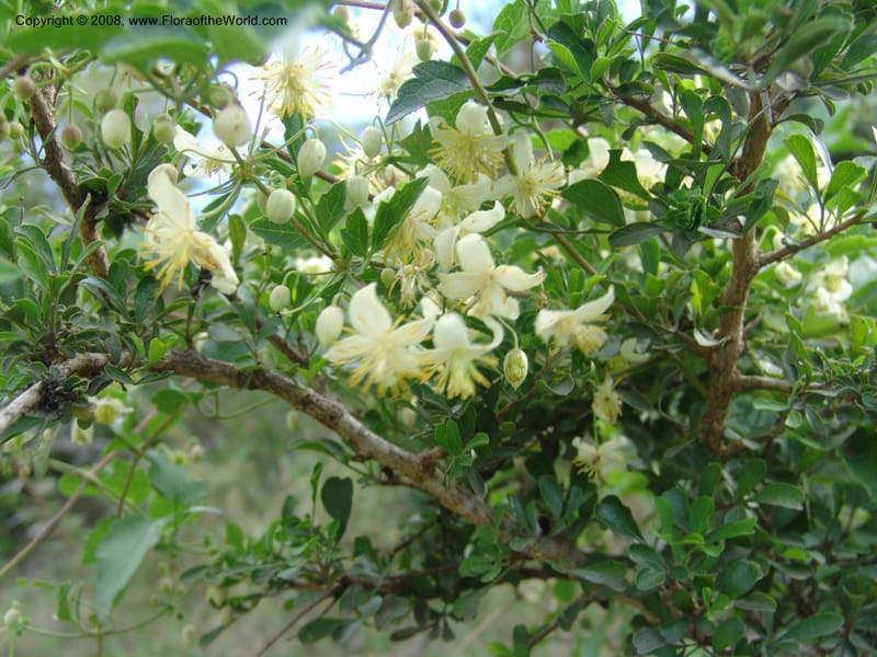 Clematis brachiata--So.Africa. E. Cape. Waringham Farm, Quanti Area, Stut. 8 Mch 05. 443.jpg