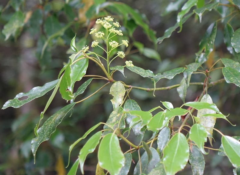 Trochodendron aralioides, Tseng Yu-Hsin 1327--Taiwan. Taroko Nat. Park. Mt. Bilu Trail. 21 May 2016.  (22).JPG