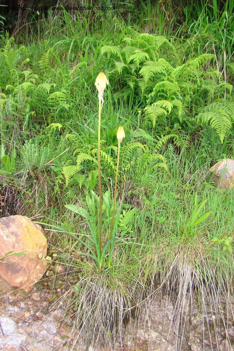 Kniphofia bequaertii, WKindeketa3032--Tanz. Makete Distr. Kitulo Nat. Pk. 25 Jan 08. 064.jpg