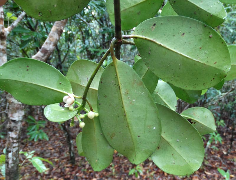 Garcinia, Lowry, P 7407--New Caledonia. Creek Hervouet. 19 Nov 2015. DSC03817 (102).JPG