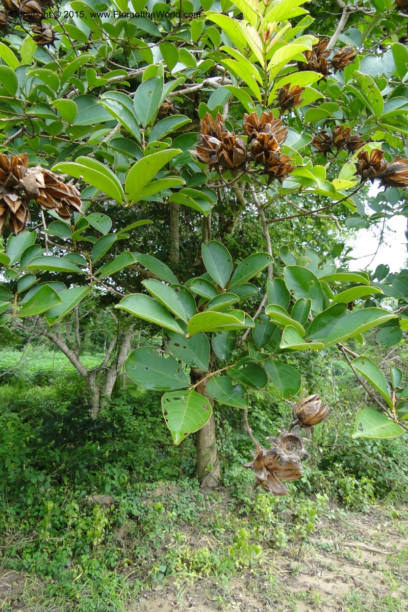 Lagerstroemia, Regalado 1970--Viet Nam. Forest Block 19. 15 May 2011. 248 (1).jpg