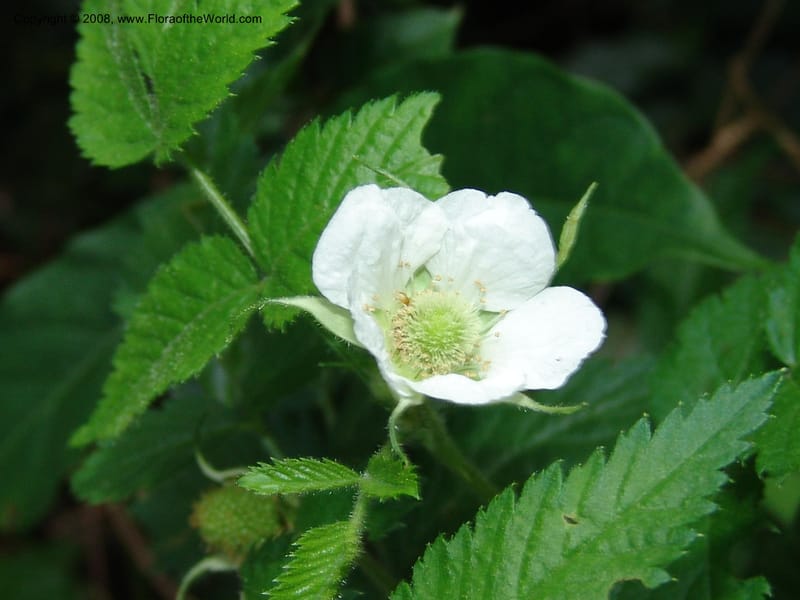 Rubus rosifolius, R.Gereua6887--Tanz. Ulanga Dist. Nawenge For. Res. W of Mahenge. 19 Feb 06. 140.jpg