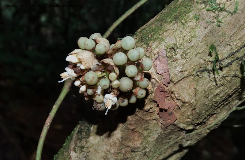 Callicarpa, Davidson, C 12680--Sabah. Danum Valley. 4 Oct 2014. DSC01741 (324).JPG