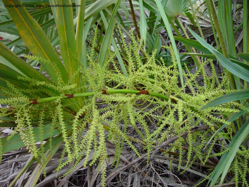 Serenoa repens--FL. St. Lucie Co. N of Ft. Pierce. 17 Jan 03. 019.jpg