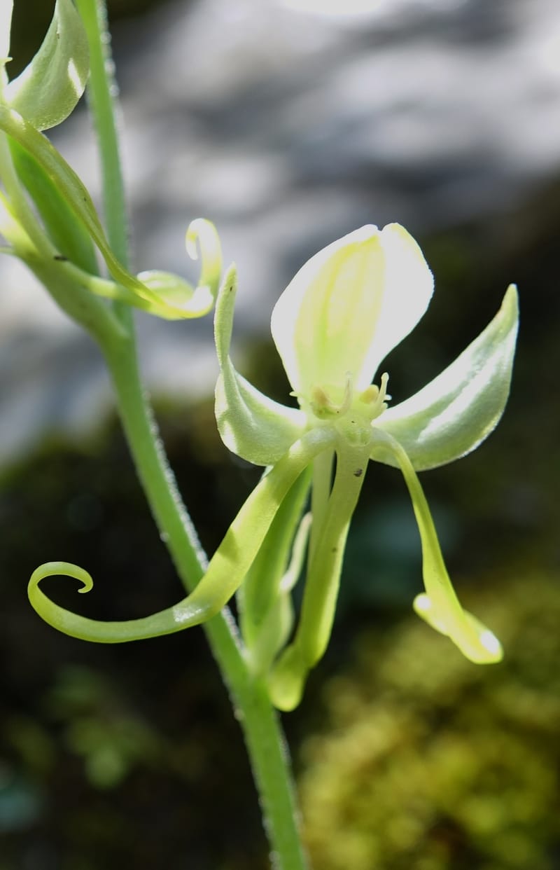 Habenaria, not collected--China. Sichuan. Yibailingba-gou. 12 Aug 2017. DSC04660 (355).JPG