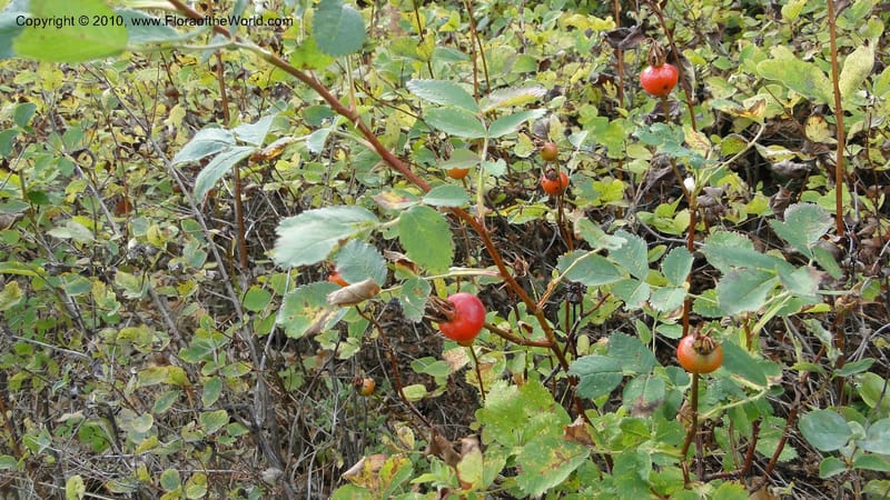 Rosa nutkana, C. Davidson 11814--OR. Hood River Co. Old Dalles Rd., 2 mi E of E. Side Dr. 10 Sep 10. 001 (60).jpg