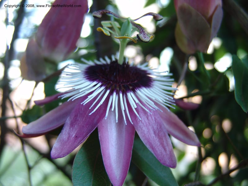 Passiflora--Kenya. Brooks Bond Tea Estate, Kericho. 10 Jul 04. 116.jpg