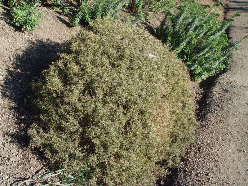 Sarcopoterium spinosum, 91.1092--CA. UC Berkeley Bot. Gard. 10 Feb 04. 148.jpg