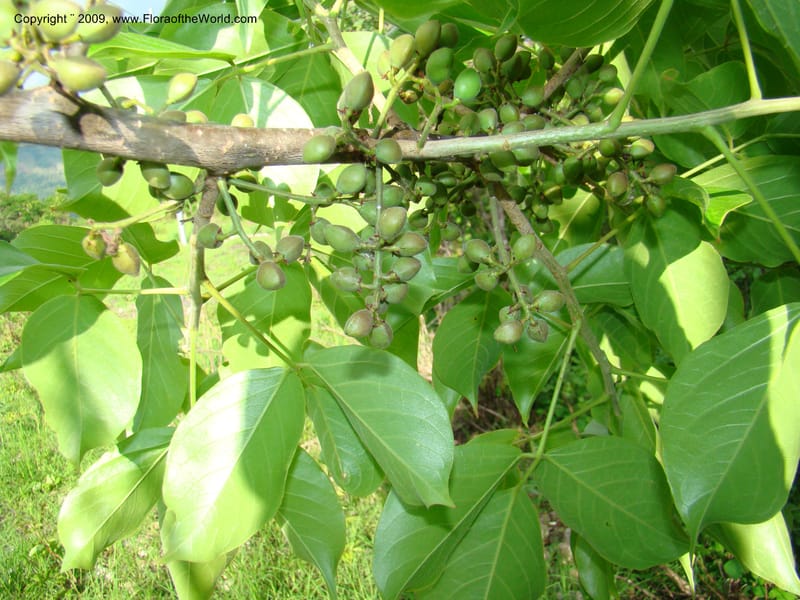 Bursera simaruba, WDStevens27302--Nicaragua. Matagalpa. Kukamonga N of Esteli. 17 Jun 08. 121.jpg