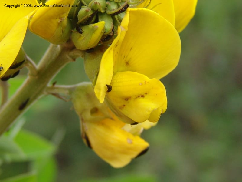 Crotalaria, RVasquez33171--Peru. Cusco. La Conv. Sta Ana. Huayanay. 2 Nov 07. 145.jpg