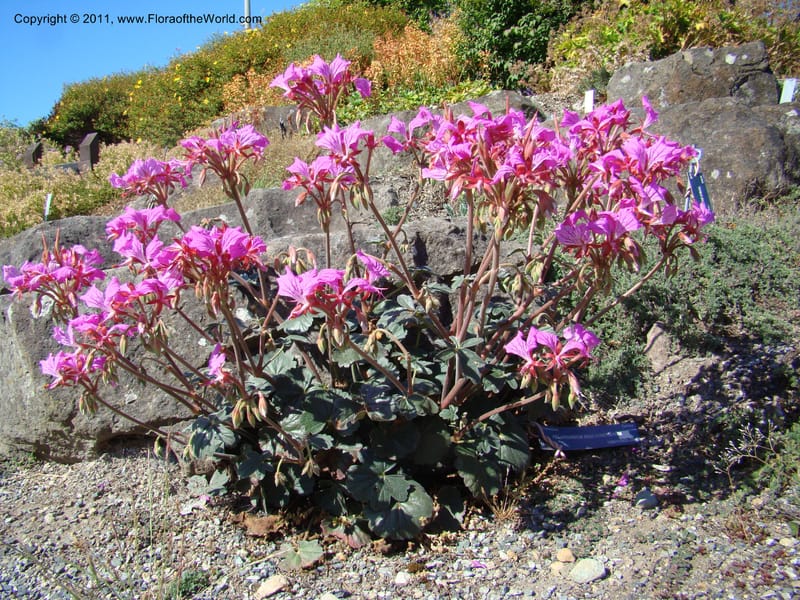 Pelargonium endlicherianum, 36072-0653-2001--Canada. BC. Univ. BC Bot. Garden. 27 Jul 08. 572.jpg