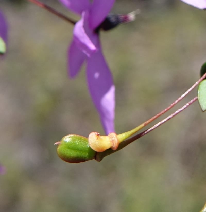 Tetratheca hirsuta subsp. viminea, Davidson, C 13375--Australia. W.A. Koondoola Bushland. 22 Oct 2016. DSC03457 (163).JPG