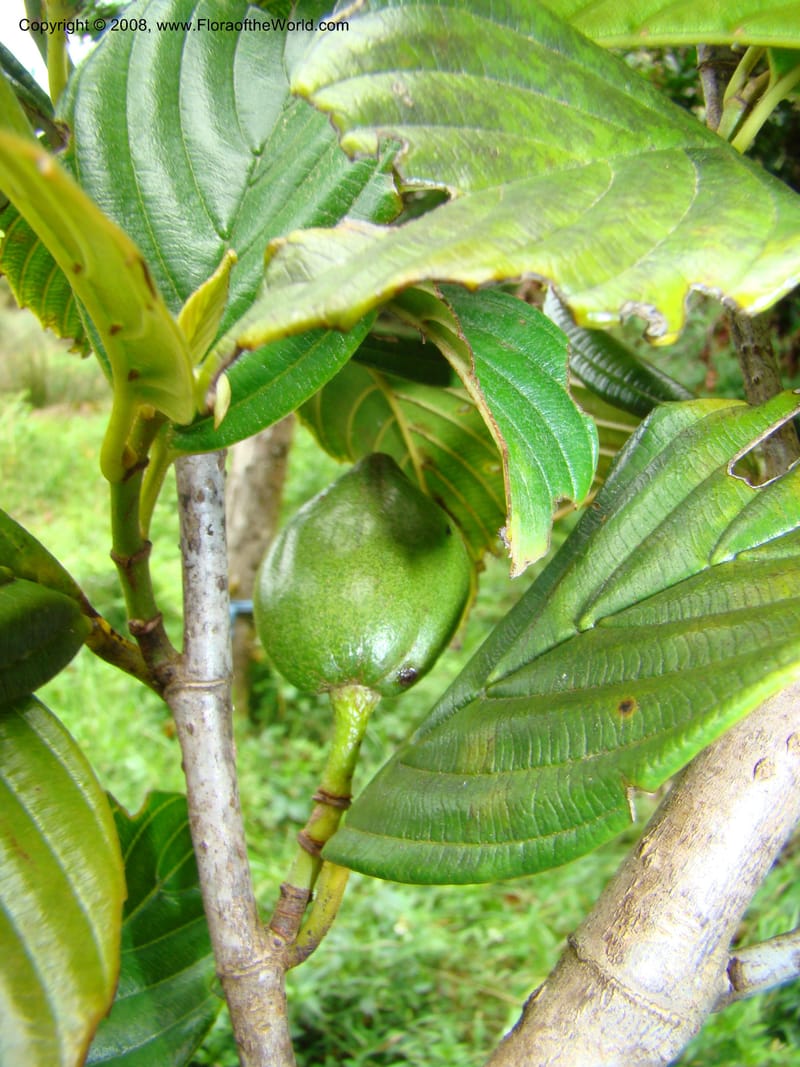 Ticodendron incognitum, BHammel--Costa Rica. Hered. Volcan Barva. 9 Apr 08. 041.jpg