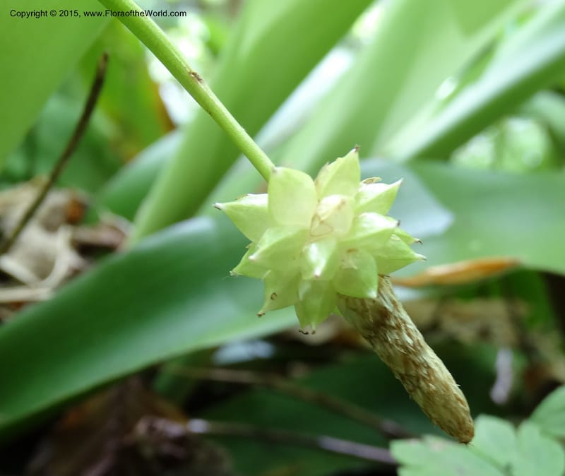 Cymophyllus fraserianus, Davidson, C 12984--North Carolina. Clay Co. Perry Gap Rd, Barnard's Cr. 13 May 2015. DSC04860 (317).JPG