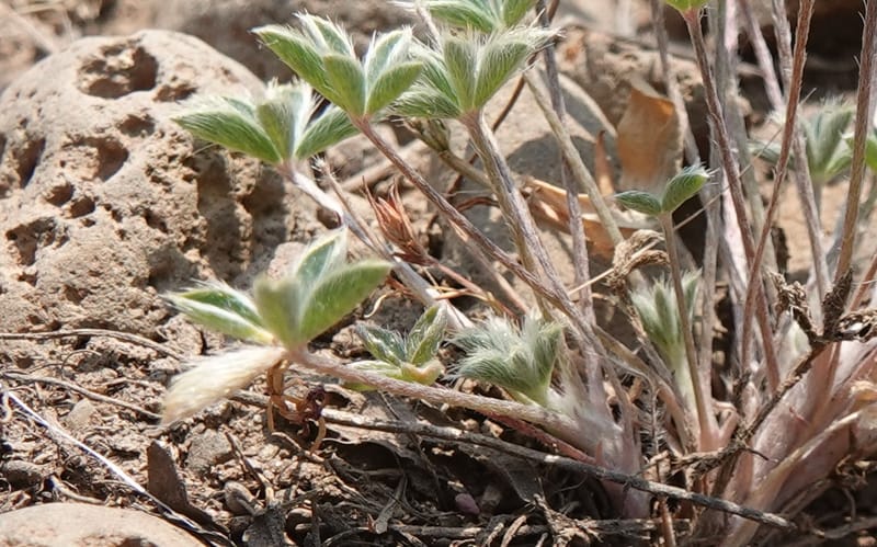 Lupinus lepidus var. lobbii, Davidson 14202--OR. Harney Co. Steens Mtn. July 2021. DSC09986 (532).JPG