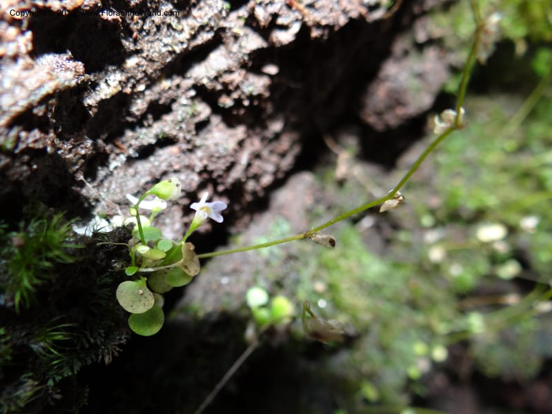 Utricularia, VC 5533--Thailand. Chiang Mai Prov. Doi Pha Hom Pok Nat. Park. 10 Nov 2012. DSC08349 (128).JPG